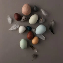 Dozen Bird Egg Box 7 Dozen Bird Egg Box -Tiny Baby Essentials Store MOONPICNICdozenbirdboxalt3