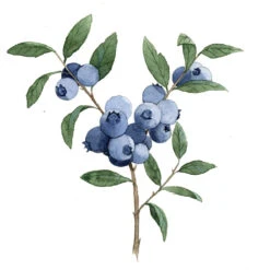 Organic Cotton Mulsin Fitted Crib Sheets -Tiny Baby Essentials Store house of elia blueberry pattern