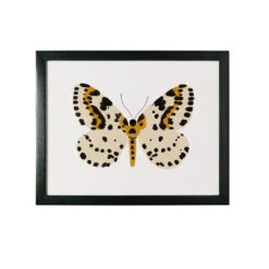 Butterfly Wall Art Room Decor 8 Butterfly Wall Art Room Decor -Tiny Baby Essentials Store yellow b83e1e9c 3c41 4c86 851f 04557b4947de